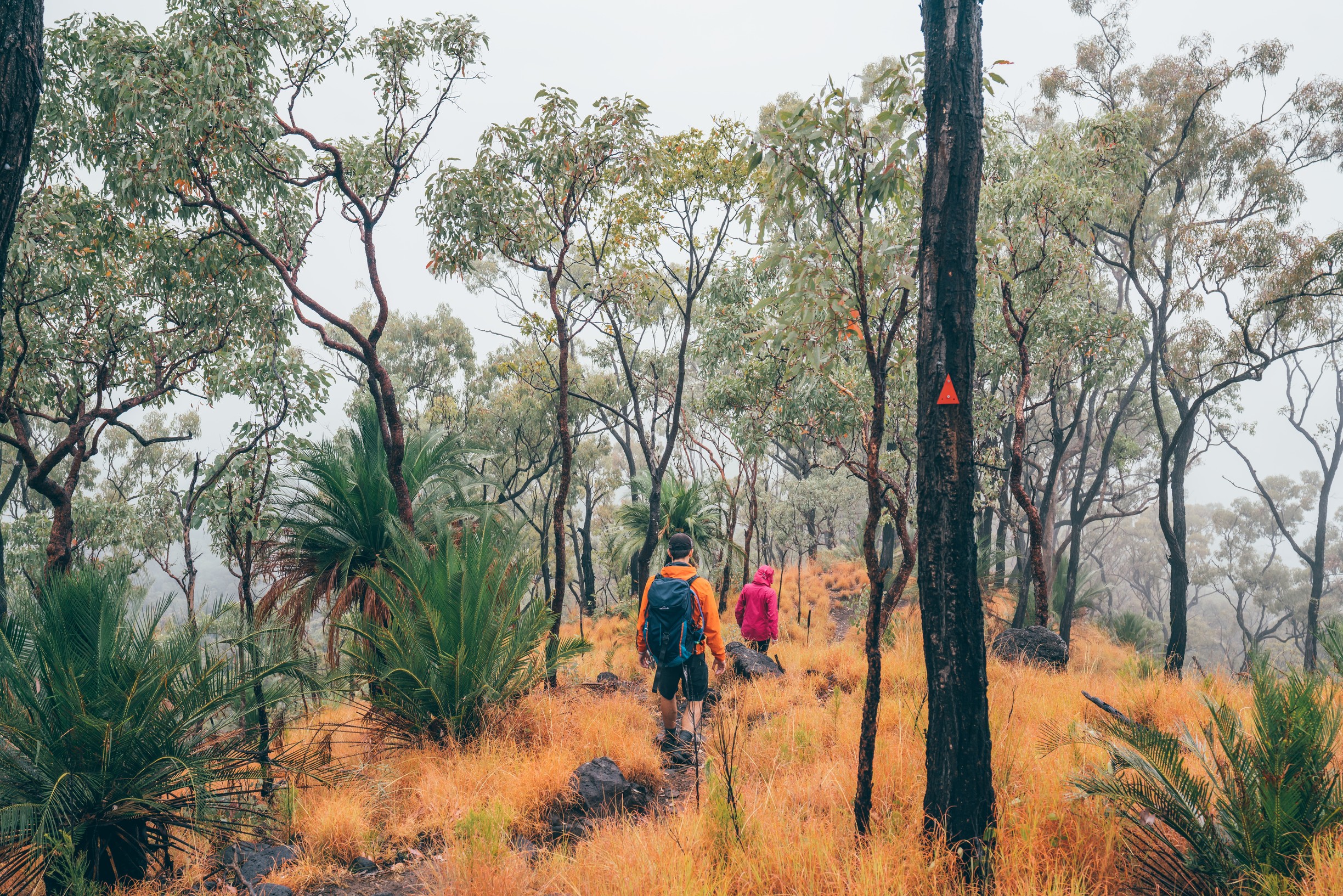 Hikers walking through bushland 